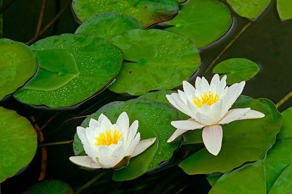 Canada-Ontario-Whitefish American white water lily flower and pads